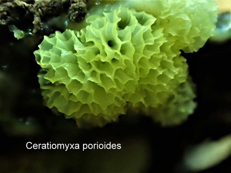 Ceratiomyxa porioides-amf374-1.jpg - Ceratiomyxa porioides ; Syn1: Ceratiomyxa fruticulosa var.porioides ; Syn2: Ceratium porioides ; Nom français: Cératiomyxie poroïde